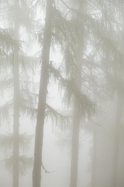 Photo trees in forest