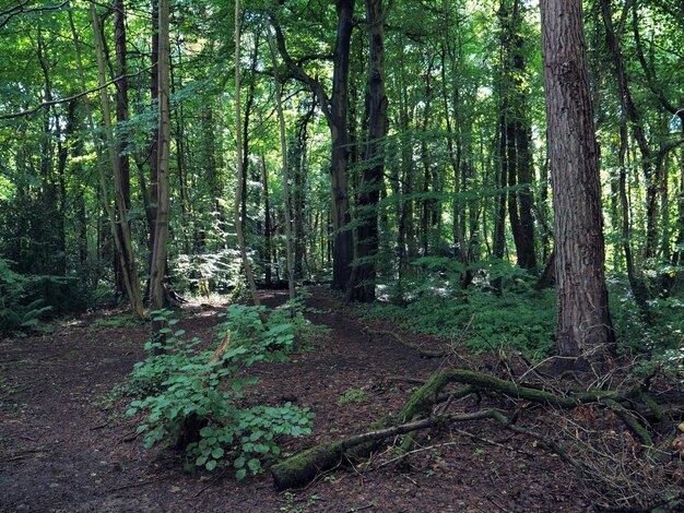 Foto alberi nella foresta