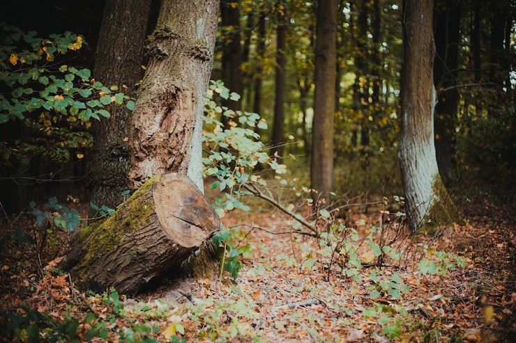 Photo 숲 속 의 나무 들