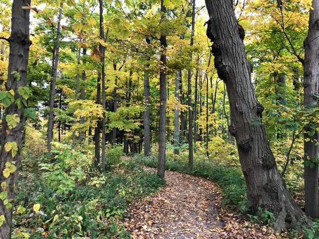 Photo trees in forest