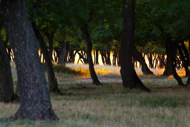 Photo trees in forest