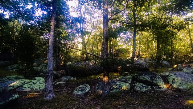 Photo trees in forest