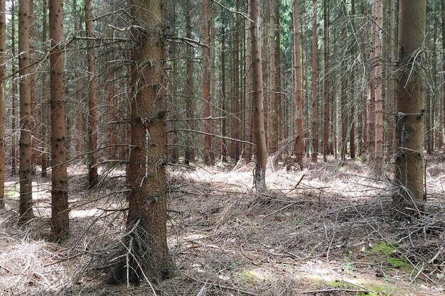 Trees in forest