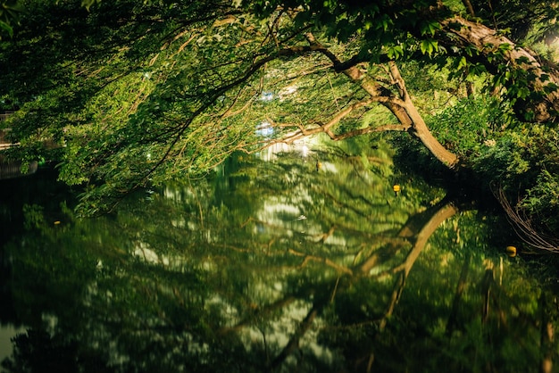 Photo trees in forest