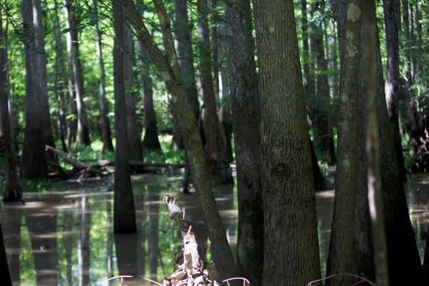 Trees in forest