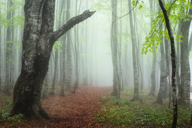 Foto alberi nella foresta