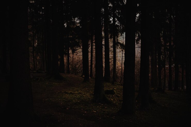 Photo trees in forest