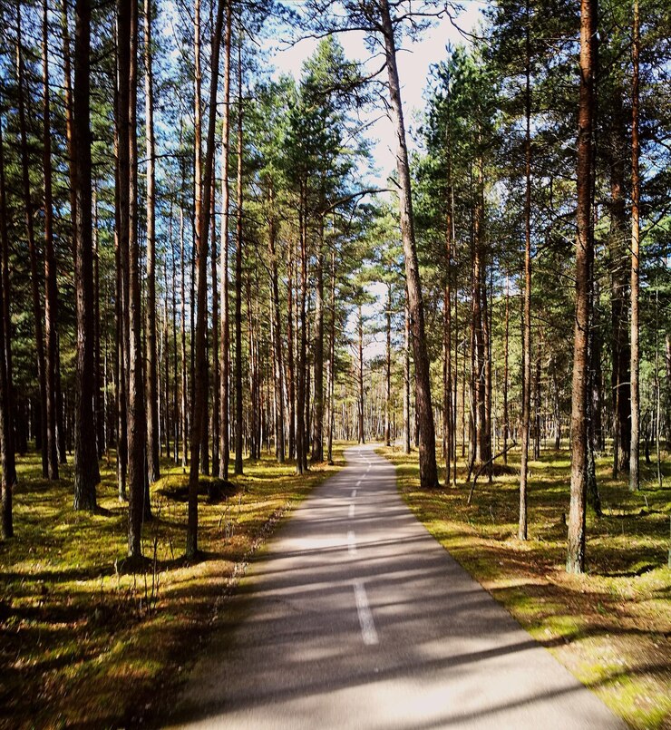 Фотография деревья в лесу