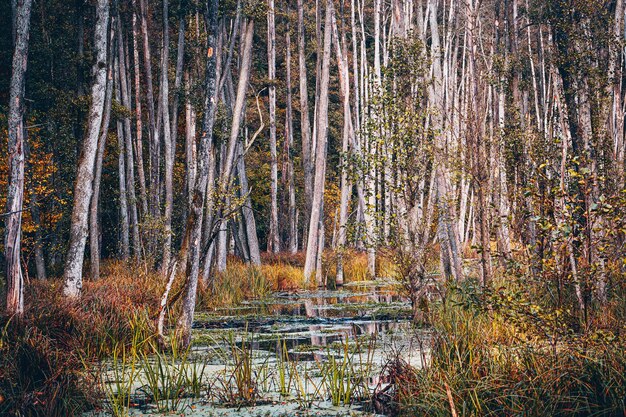 Trees in forest