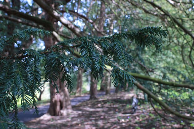 Photo trees in forest