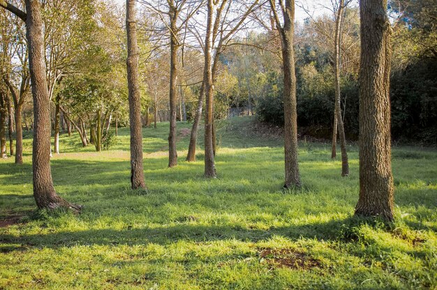 Foto alberi nella foresta