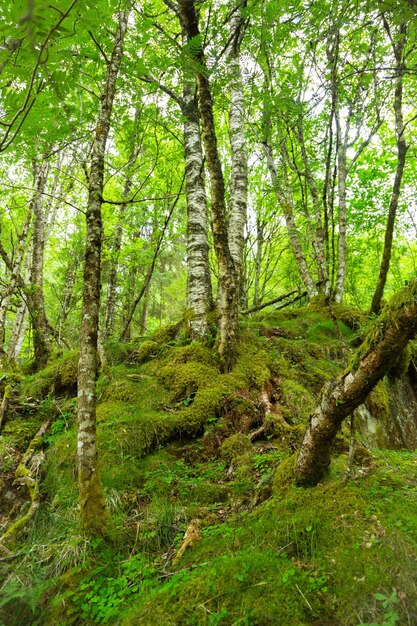 Trees in forest