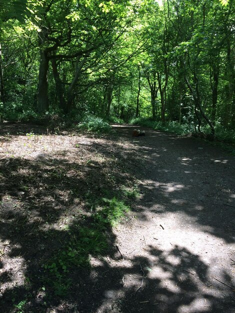 Trees in forest