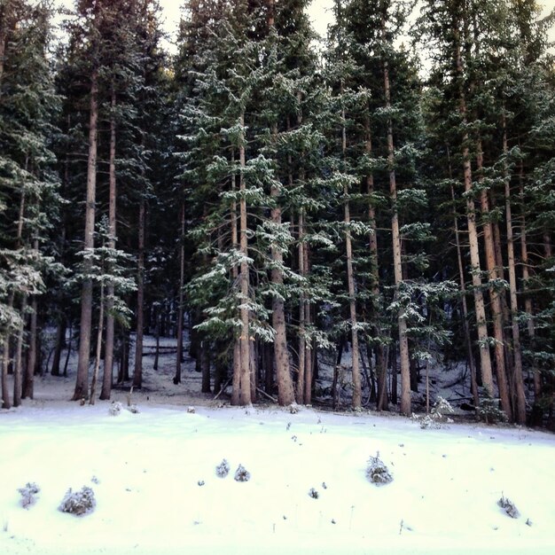 Trees in forest