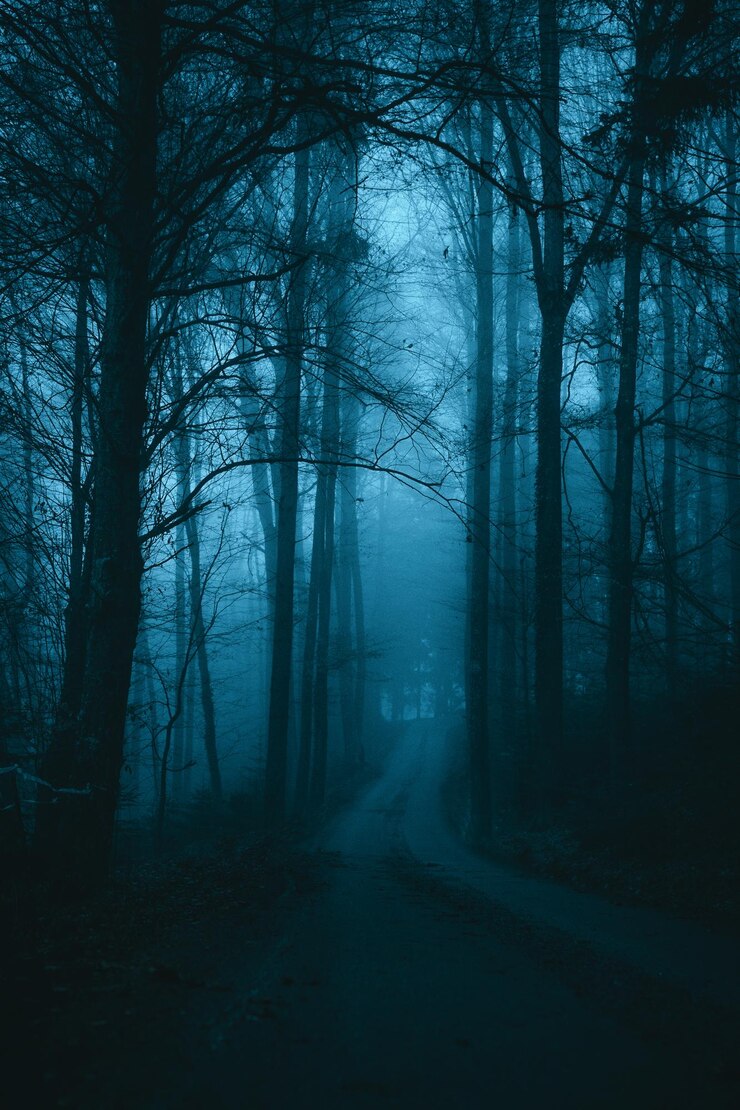 Photo trees in forest