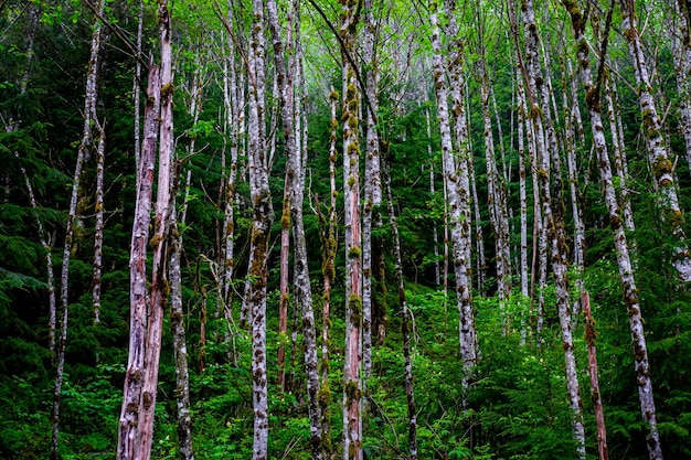 Foto alberi nella foresta