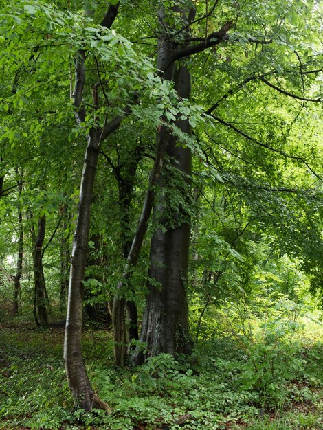 Foto alberi nella foresta