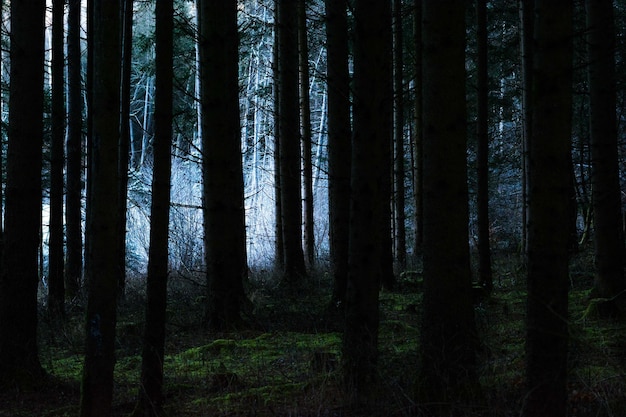 Photo trees in forest