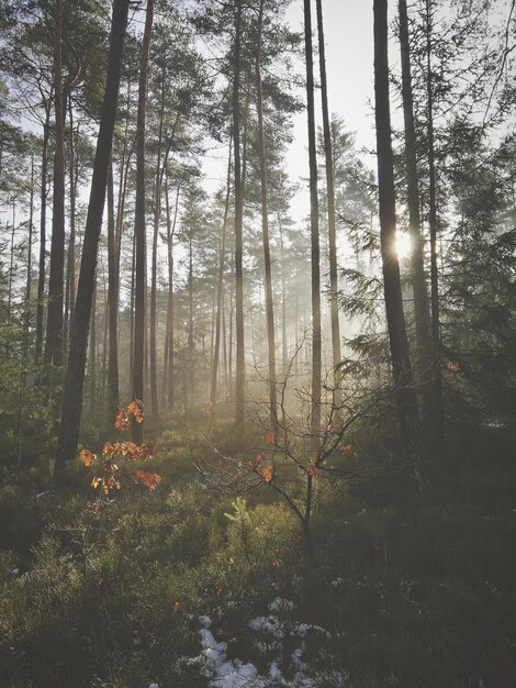 Photo trees in forest