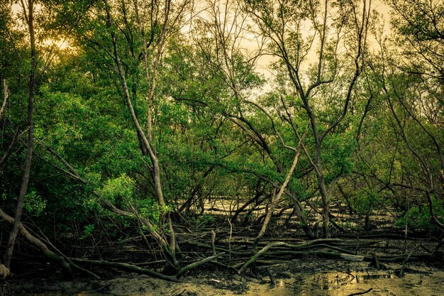 Foto alberi nella foresta