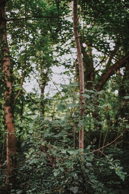 Foto alberi nella foresta