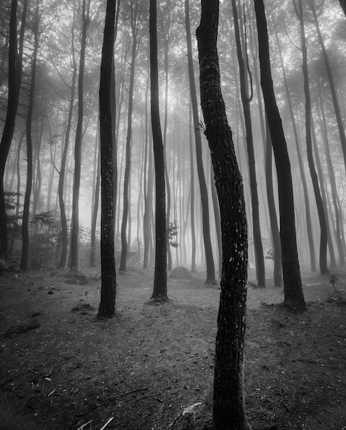 Photo trees in forest