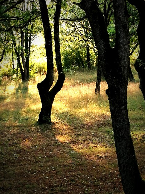 Photo trees in forest