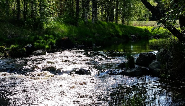 Foto alberi in una foresta