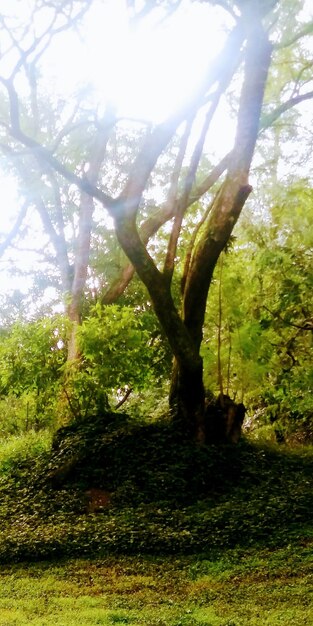 Trees in forest