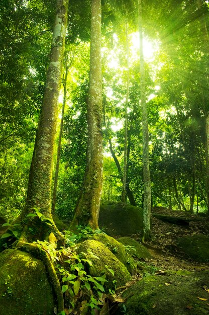 Foto alberi nella foresta