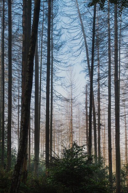 Photo trees in forest