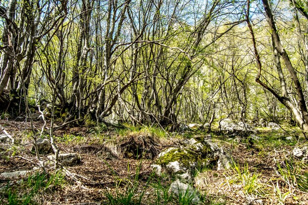 Trees in forest