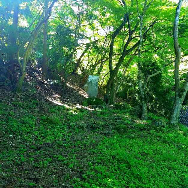 Trees in forest