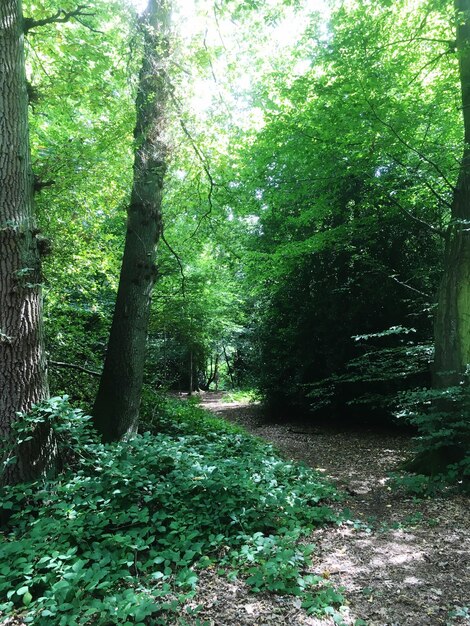 Trees in forest