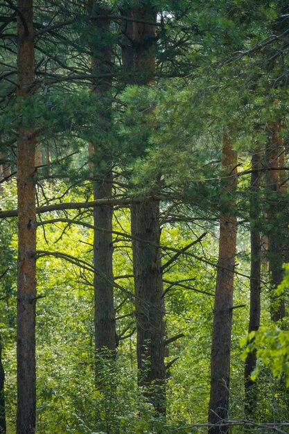 Trees in forest