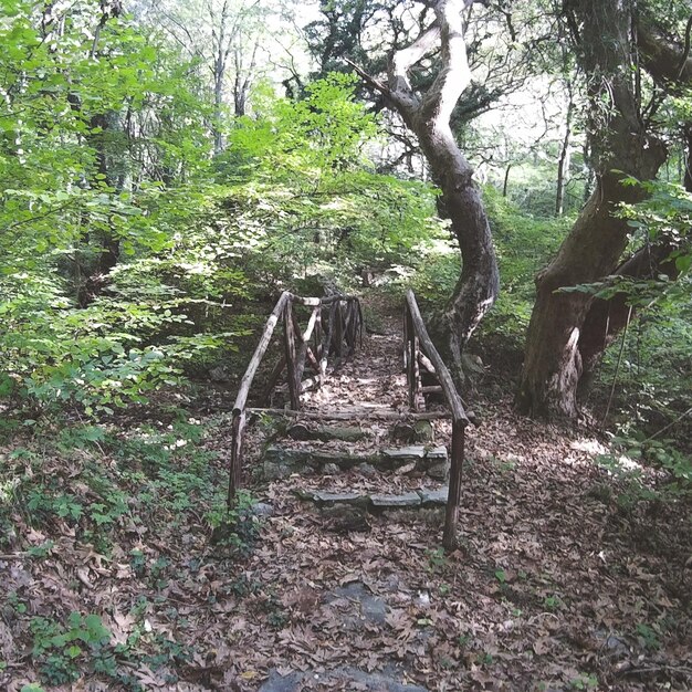 Trees in forest