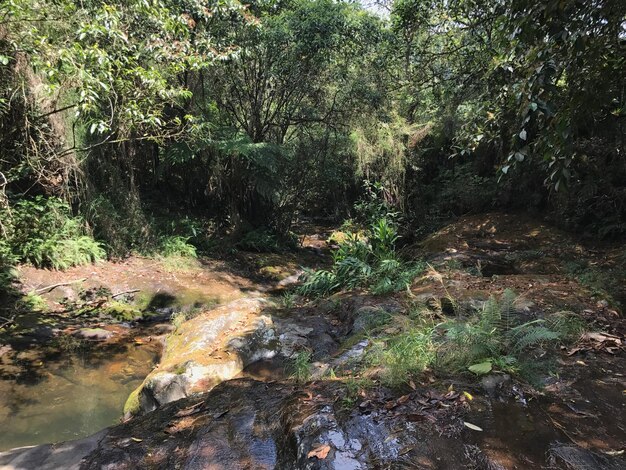 Foto alberi nella foresta