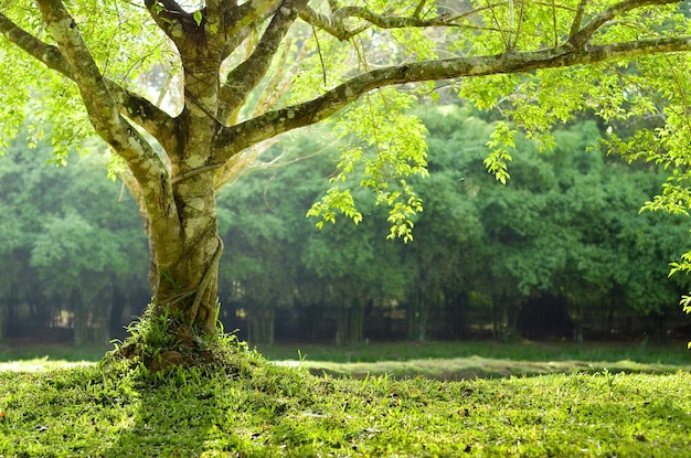 Photo trees in forest