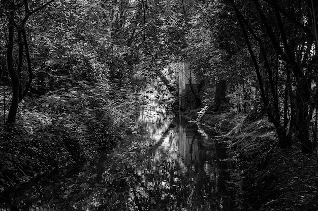 Foto alberi nella foresta