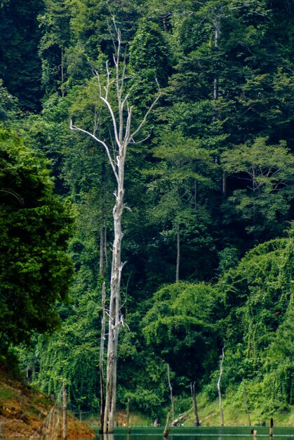 Foto alberi nella foresta