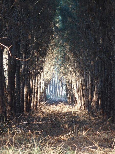 Foto alberi nella foresta