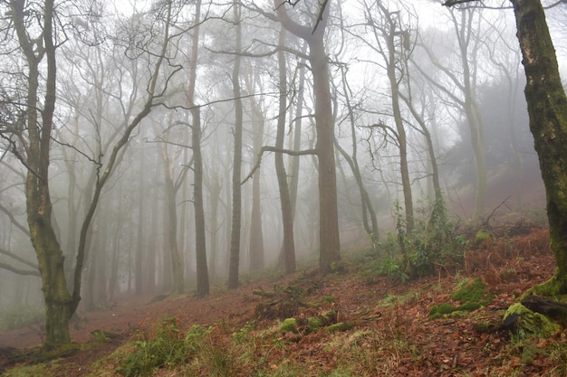 Foto alberi nella foresta