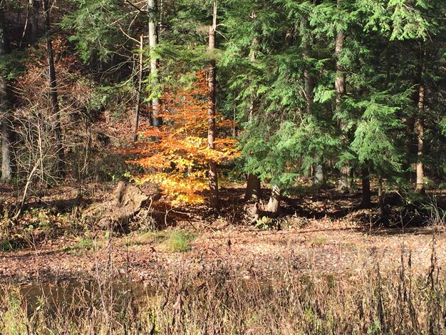 Foto alberi nella foresta