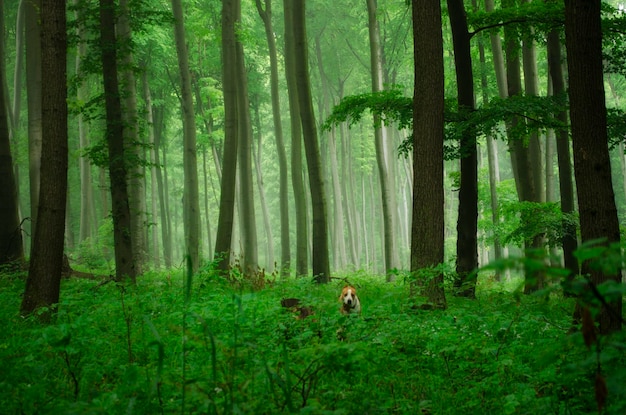 森の木々