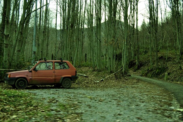 Photo trees in forest