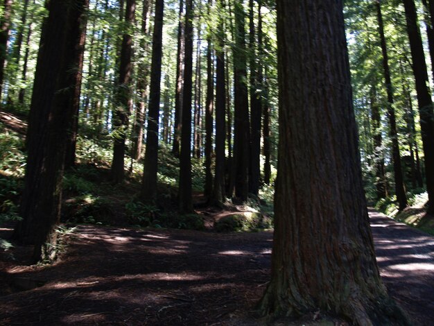 Trees in forest