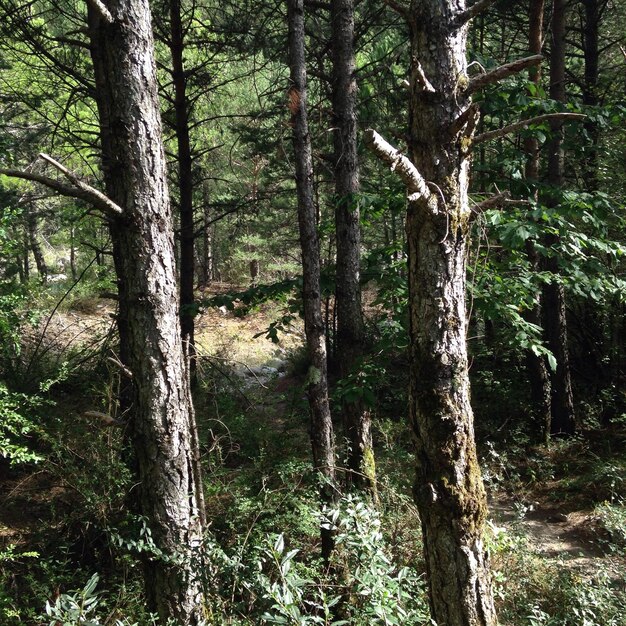 Photo trees in forest