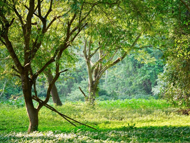 Photo trees in forest