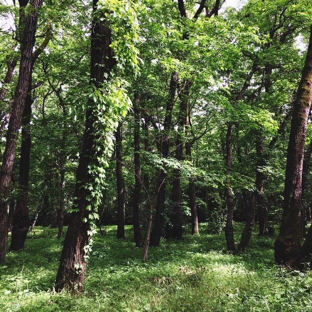 Foto alberi nella foresta