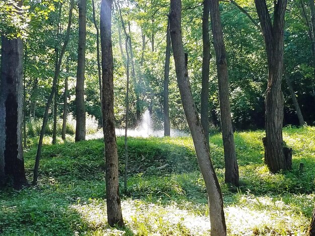 Trees in forest